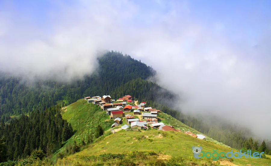 Rize’ de Doğal Bir Cennet Hazindak Yaylası