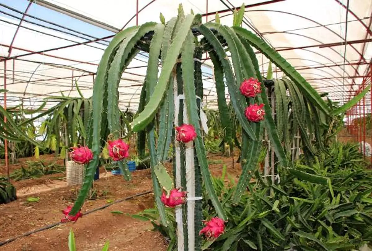 “Muz, Mango, Avokado, Ejder Meyvesi Gibi Ürünlerin Üretimi Durdurulsun”