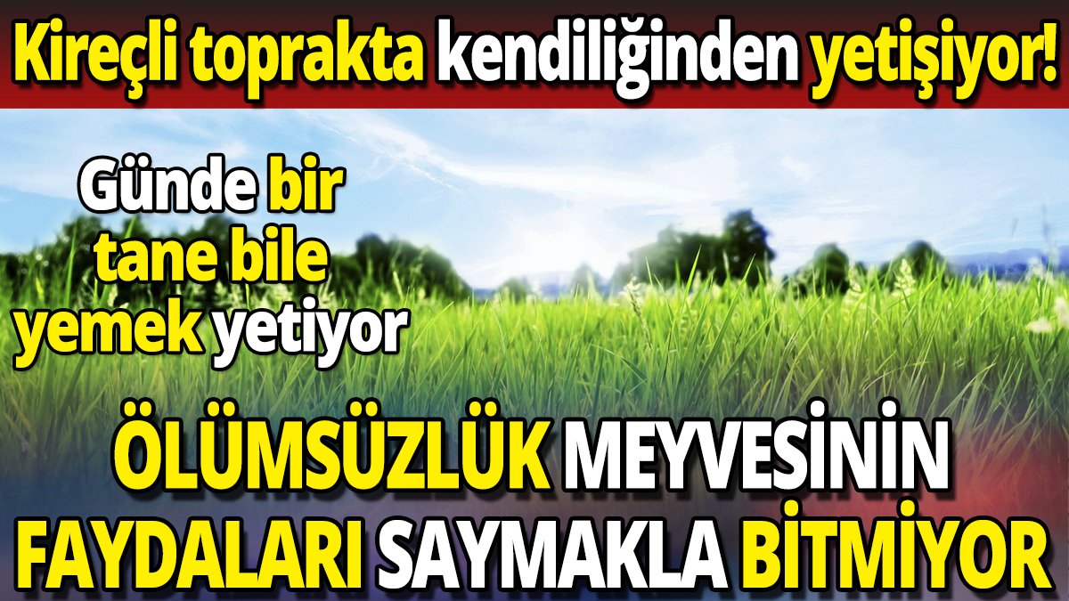 Ölümsüzlük meyvesinin faydaları saymakla bitmiyor 