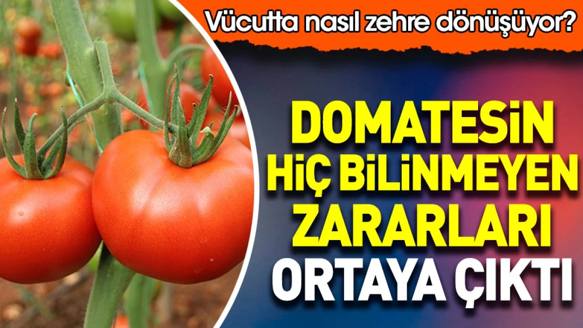 Domatesin hiç bilinmeyen zararları ortaya çıktı. Vücutta nasıl zehre dönüşüyor?