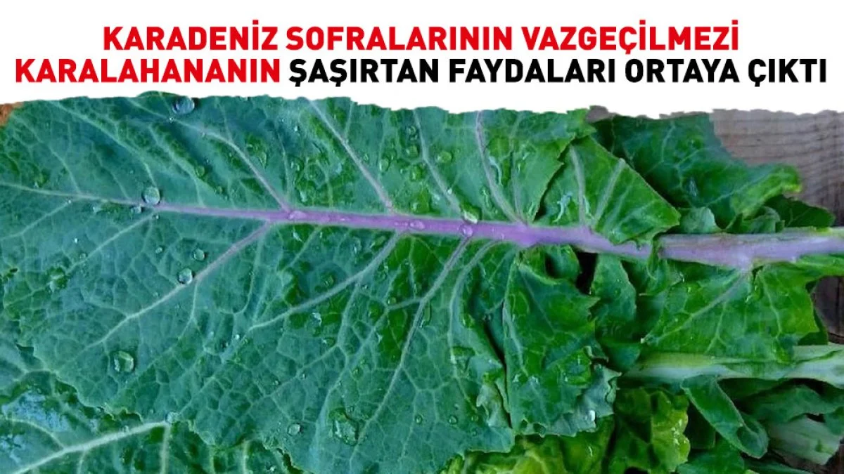 Karadeniz sofralarının vazgeçilmezi karalahananın şaşırtan faydaları ortaya çıktı