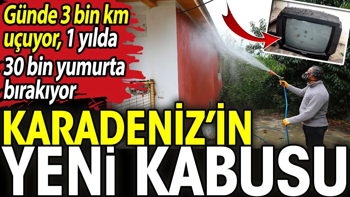 Karadeniz’in yeni kabusu. Günde 3 bin kilometre uçuyor, 1 yılda 30 bin yumurta bırakıyor