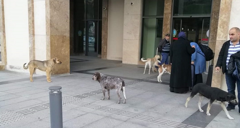 Rize Artvin Havalimanına Köpek Yakışmıyor