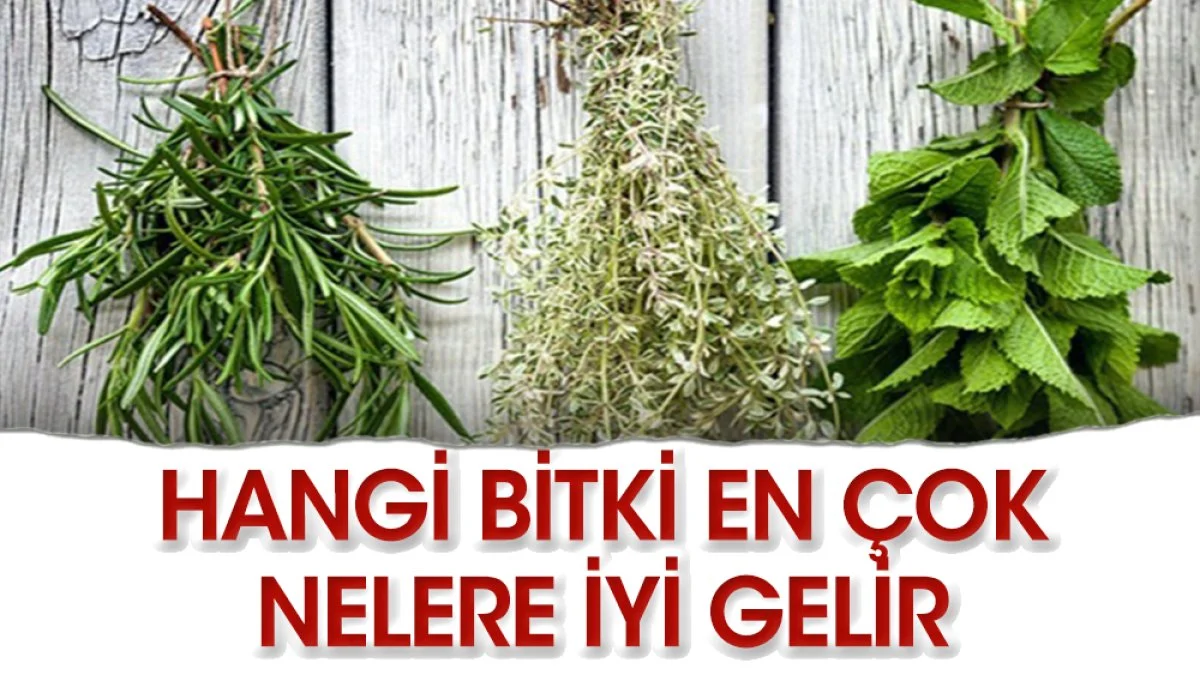 Hangi bitki nelere iyi gelir?