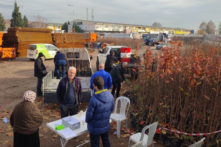Kocaeli'nin yüzde 50 hibeli meyve fidanları dağıtılıyor