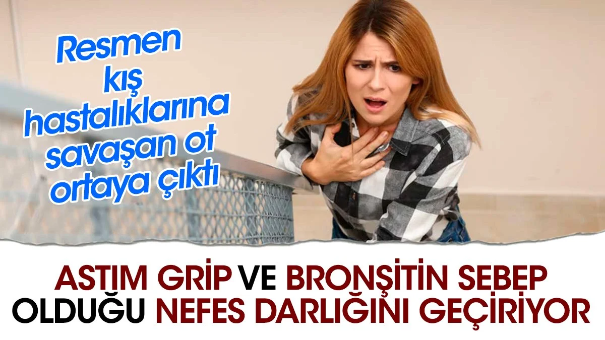 Astım grip ve bronşitin sebep olduğu nefes darlığını geçiriyor. Resmen kış hastalıklarına savaşan ot ortaya çıktı