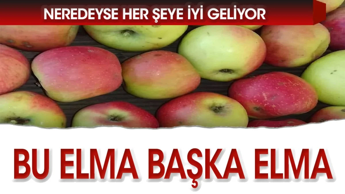 Bu elma başka elma...