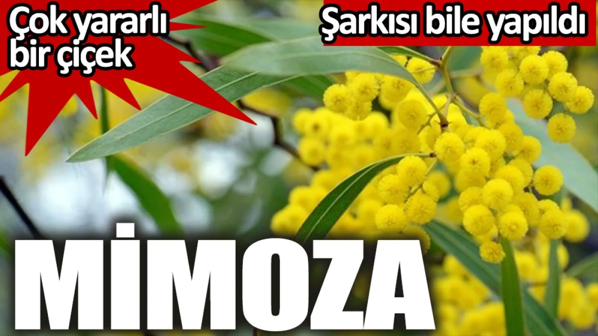 Mimoza çiçeği nelere iyi gelir