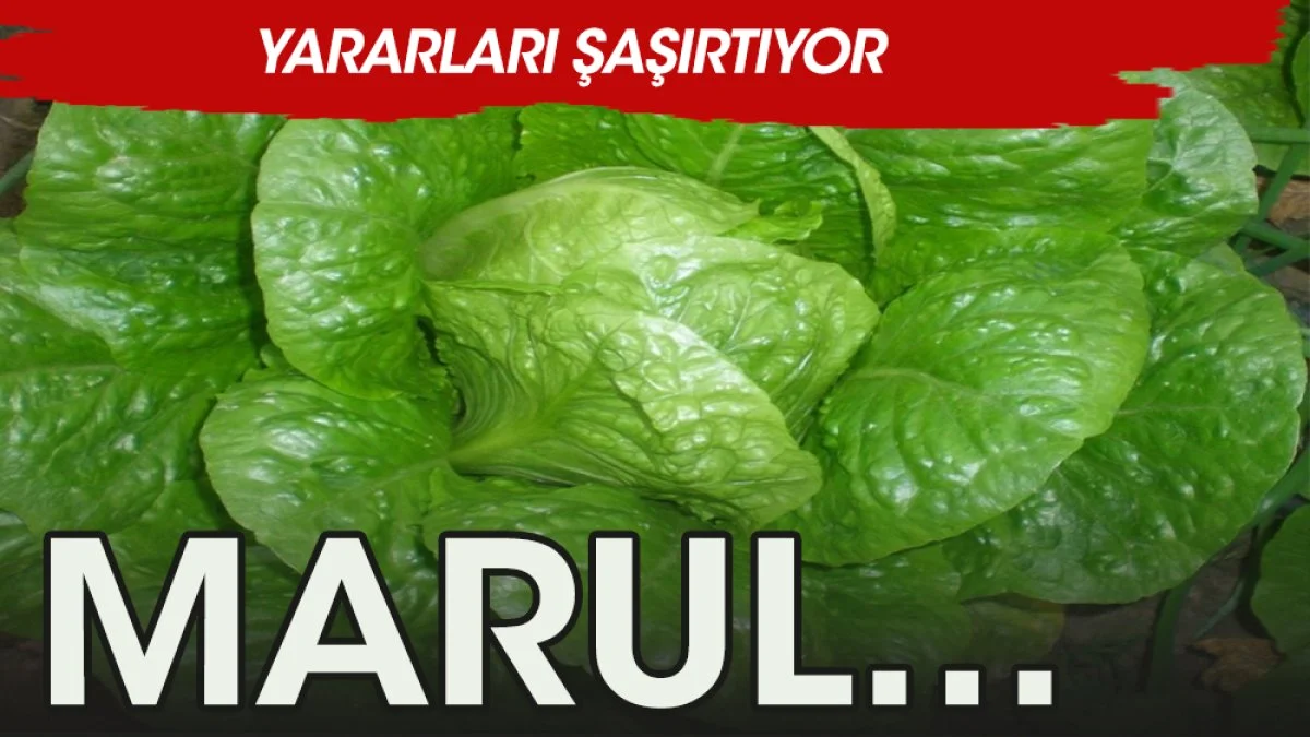 İşte marulun sağlığımıza olan faydaları