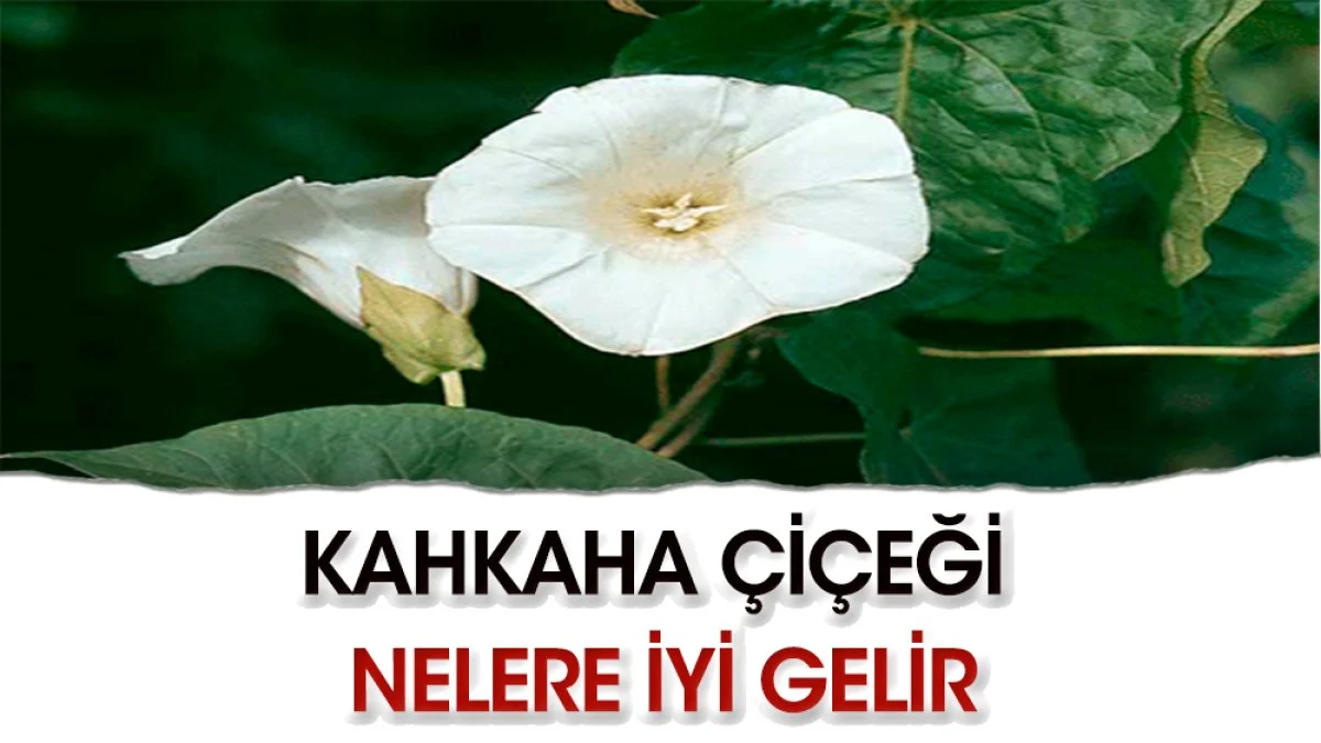 Kahkaha Çiçeği ne işe yarar