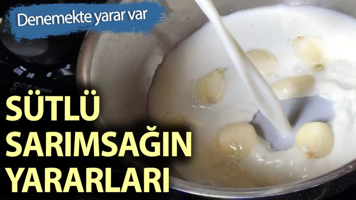 İşte sarımsaklı sütün faydaları...