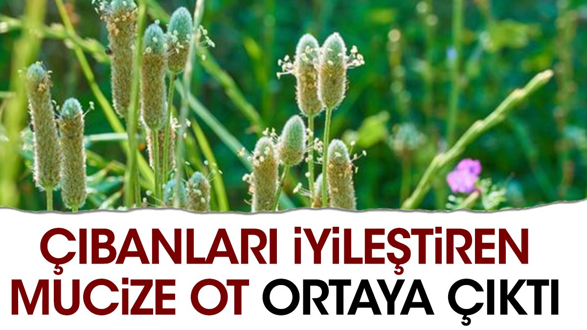 Çıbanları iyileştiren mucize ot ortaya çıktı