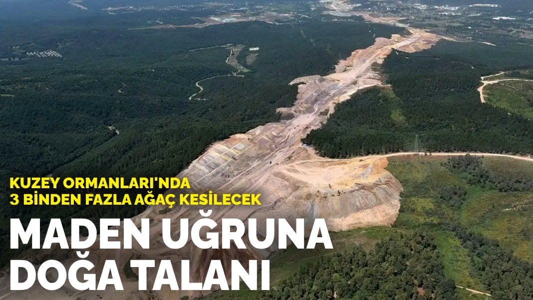 Maden uğruna doğa talanı: Kuzey Ormanları'nda 3 binden fazla ağaç kesilecek