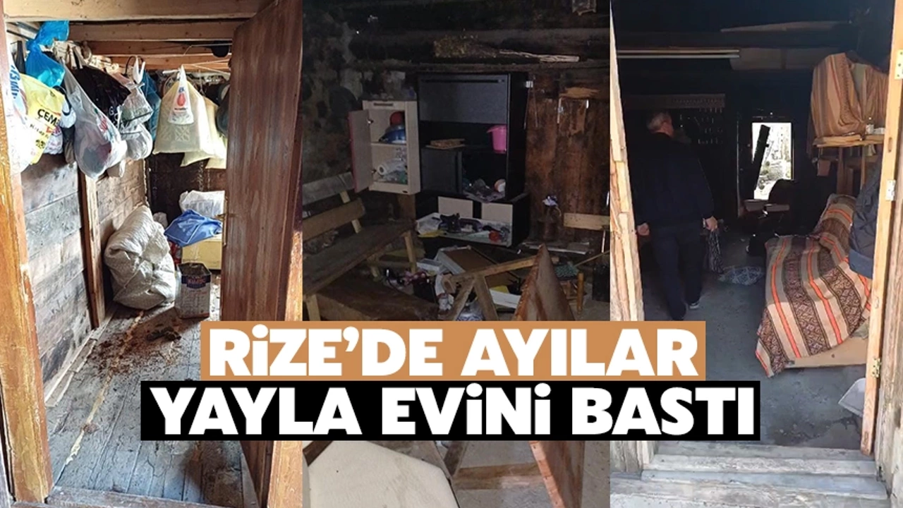 Rize'de Ayılar Yayla Evlerini Bir Kez Daha Bastı