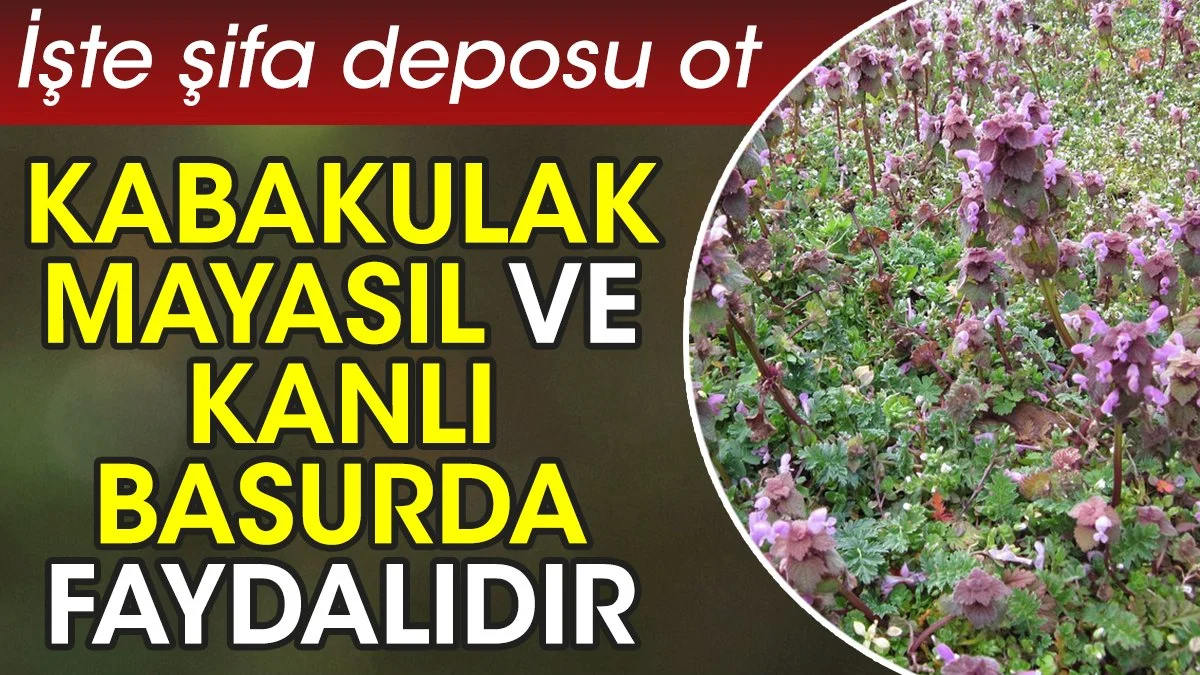 Kabakulak mayasıl ve kanlı basurda faydalıdır. İşte şifa deposu ot