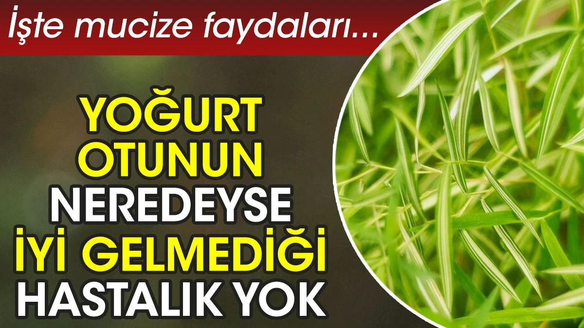 Yoğurt otunun neredeyse iyi gelmediği hastalık yok. İşte mucize faydaları...