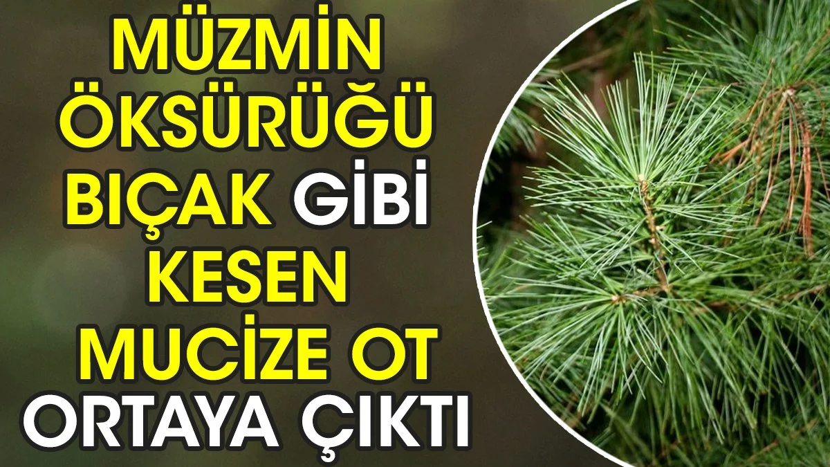 Müzmin öksürüğü bıçak gibi kesen mucize ot ortaya çıktı