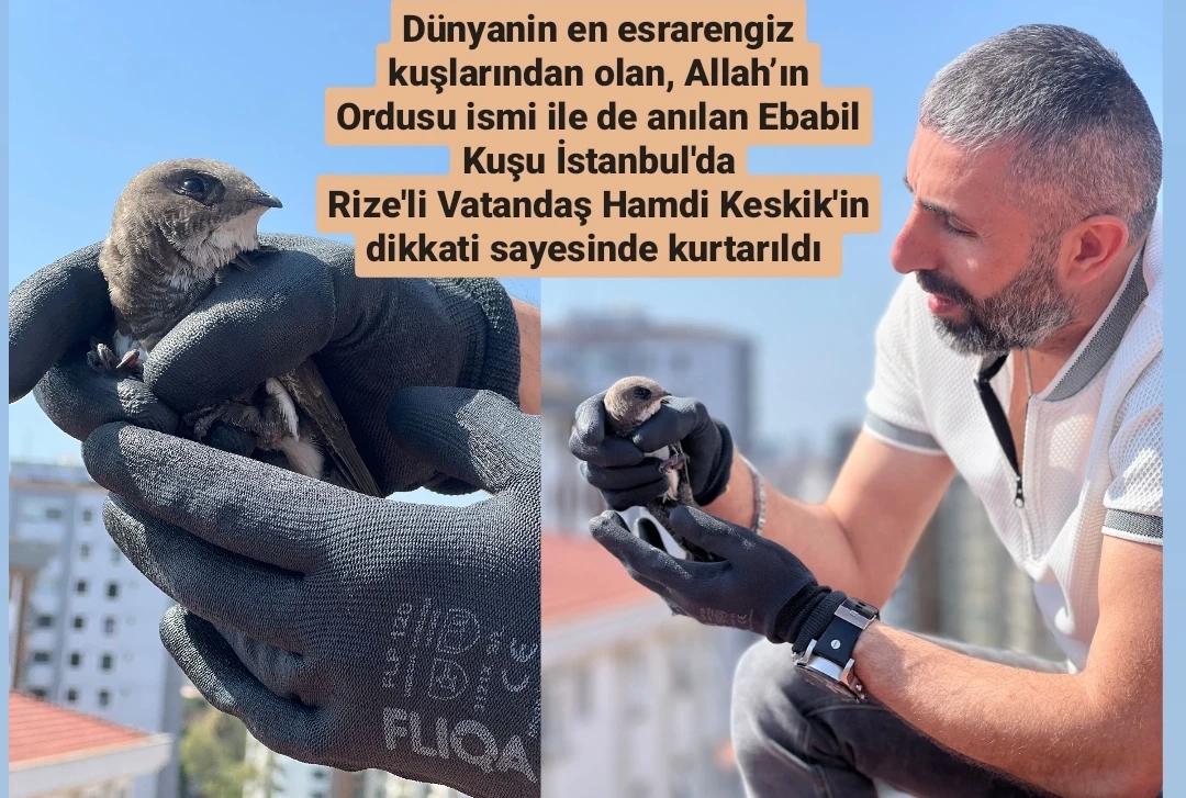 Rize'li Vatandaşın Ebabil Kuşunu 3. kez Kurtarışı 