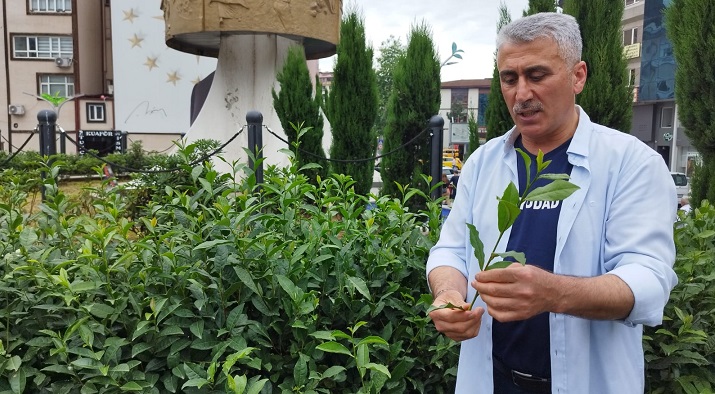 ÇAYÜDAD Başkanı Mustafa Mavi’den Tarım Bakanı’na Tepki: “Çay Üreticileri Kurbanı Nasıl Kesecek Sordun mu?