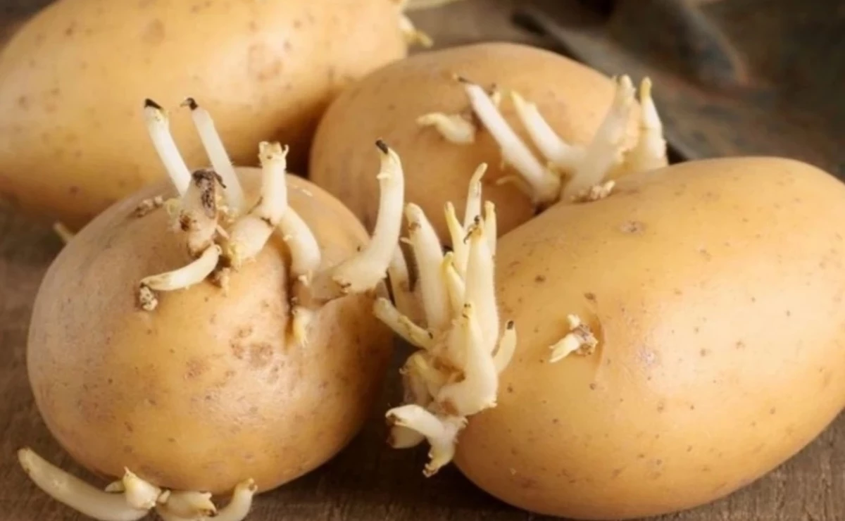 Filizlenmiş patates yenir mi? Filizlenmiş patates zararlı mı, yersek ne olur? Filizlenmiş patates zehirler mi?