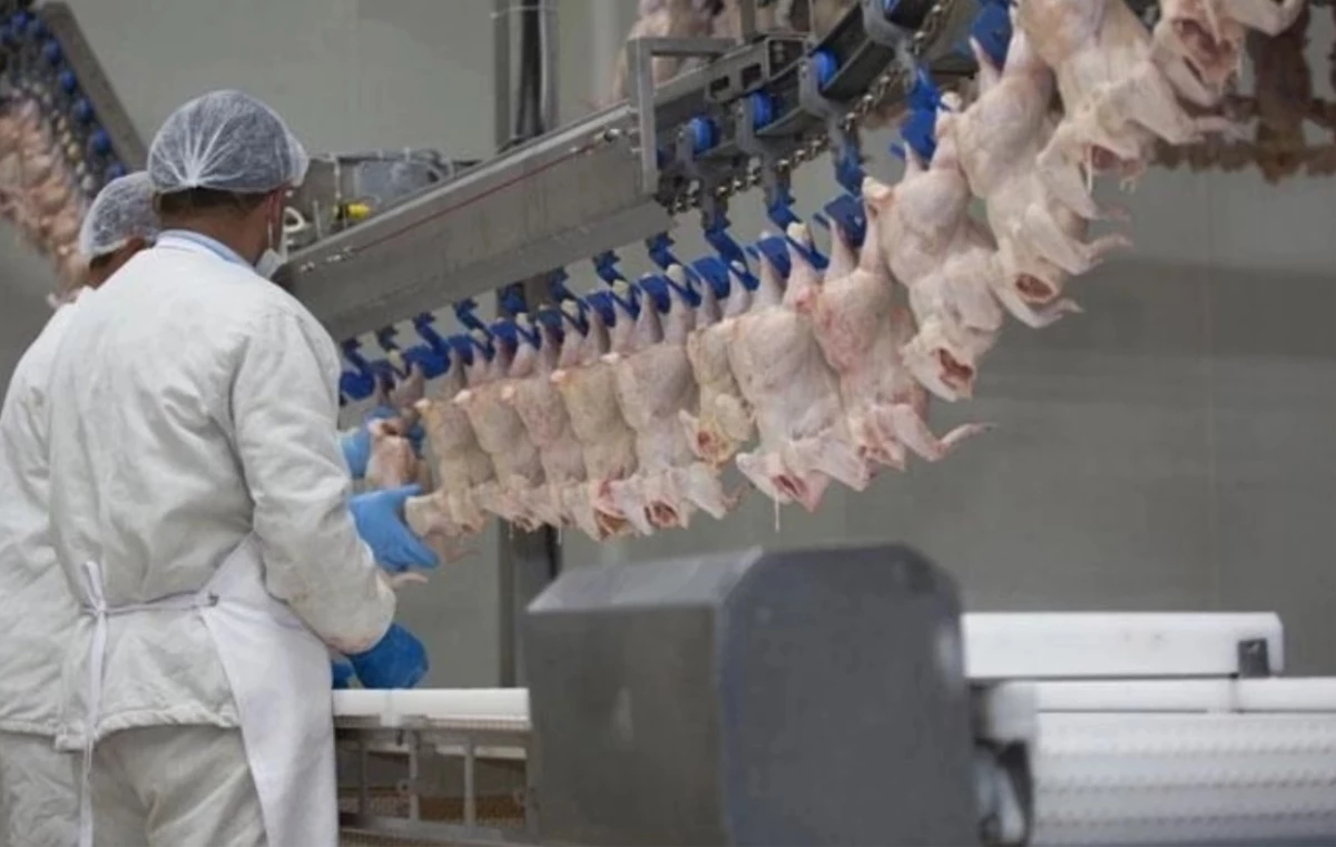 Tavuğa neden ihracat yasağı getirildi? İhracat yasağı ile ilgili Ticaret Bakanı ne söyledi?