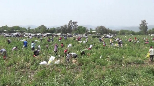 OSMANİYELİ ÇİFTÇİ, TARLASINA EKTİĞİ SOĞANI SATAMAYINCA VATANDAŞLARA ÜCRETSİZ YAPTI.