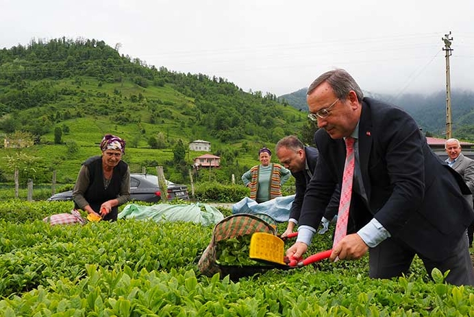 2024 Yılı Yaş Çay Sezonu Yarın Açılıyor