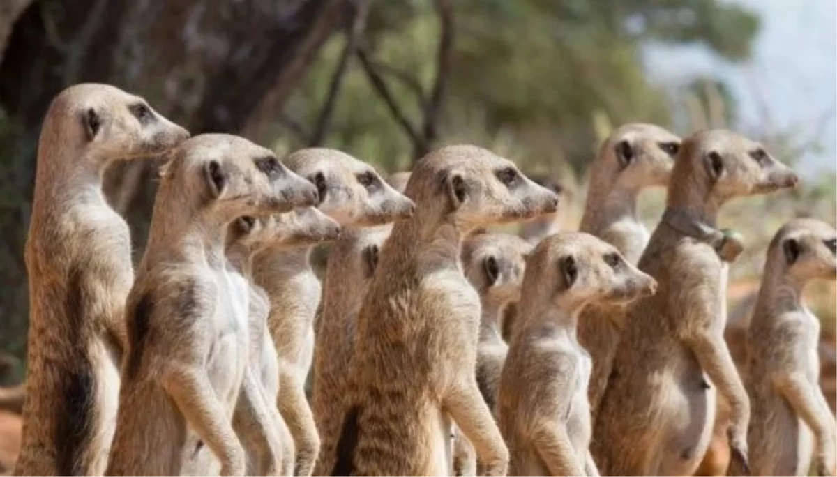 MİRKETLER NEDEN ÖLÜR? Mirketler sevdiğini başkasıyla görünce ölür mü?