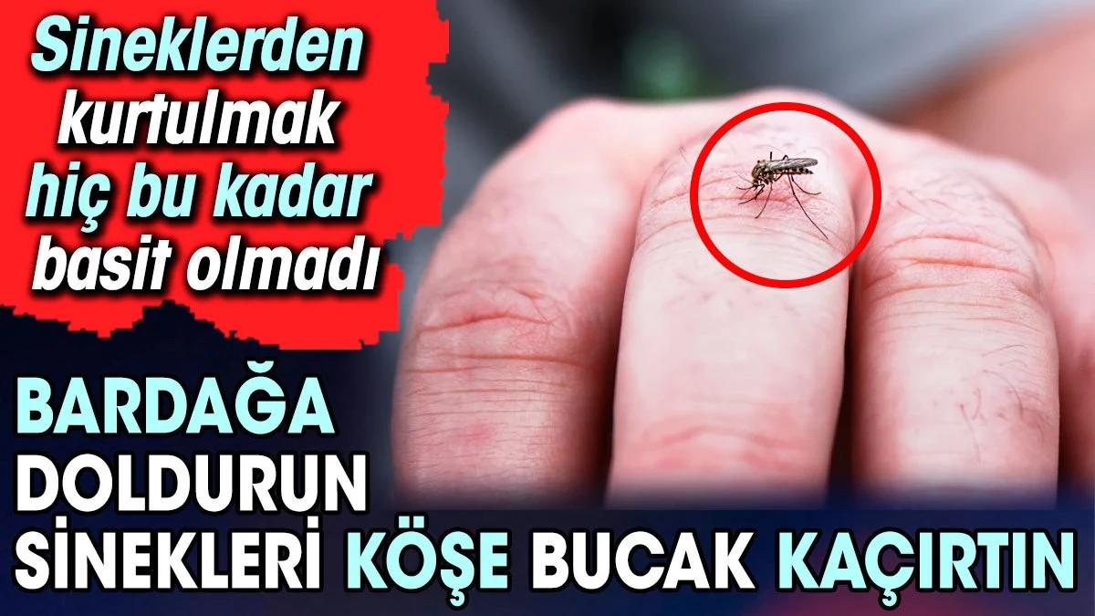 Bardağa doldurun sinekleri köşe bucak kaçırtın. Sineklerden kurtulmak hiç bu kadar basit olmadı