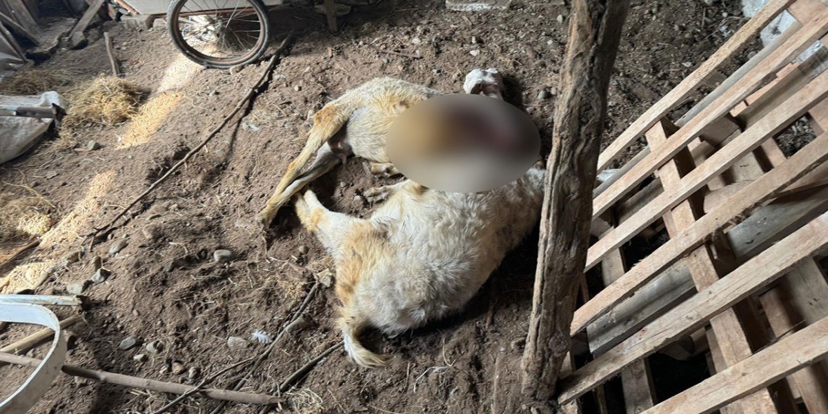 Sokak Köpekleri İlçe Sakinlerinin Hayvanlarını Telef Etti