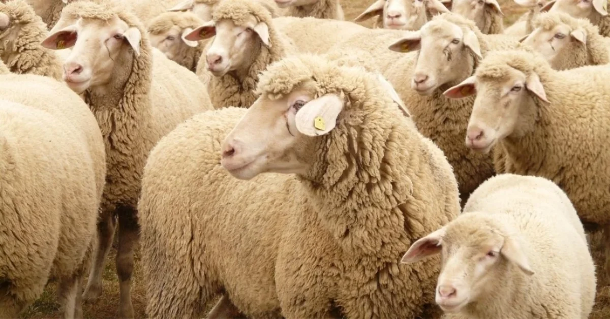 Kurban Bayramına kaç gün kaldı? 2024 Kurban Bayramı tatili ne zaman, kaç gün?