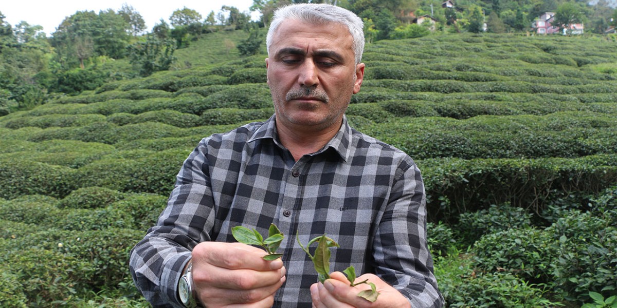Yaş Çay Taban Fiyatına Rize'den Büyük Tepki