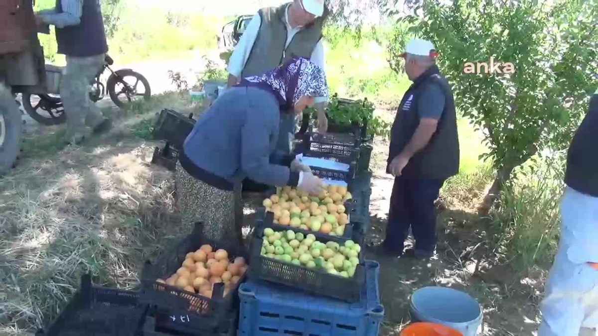 AYDIN'DA KAYISI HASADI BAŞLADI... TARIM İŞÇİSİ: 