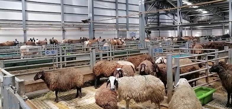 Kurbanlık fiyatları el yakıyor