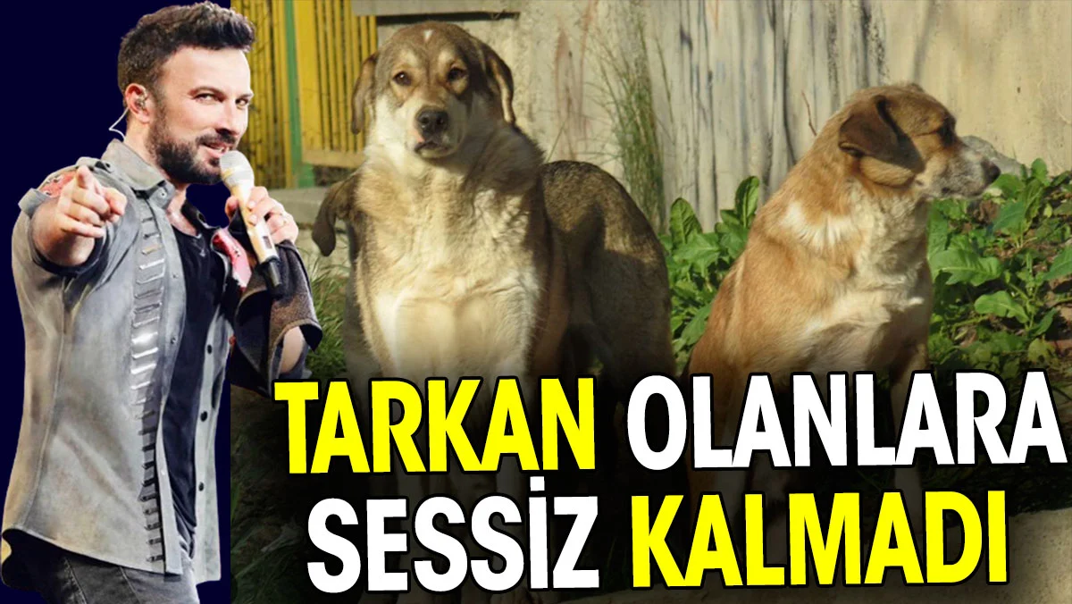 Rizeli Tarkan'dan sokak köpeklerine destek