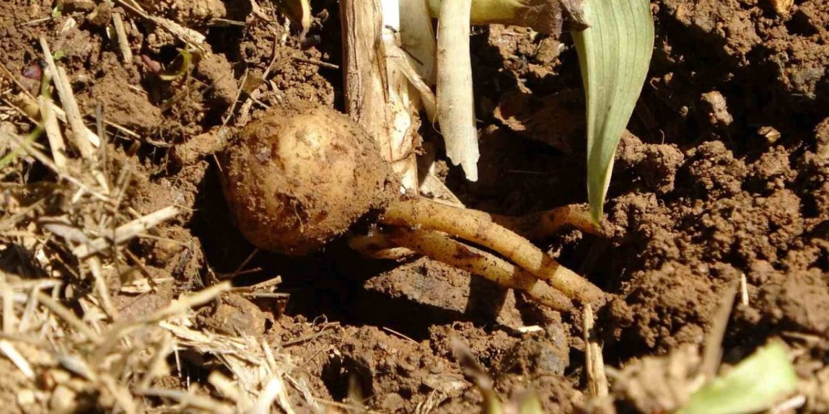 Fındığa ve Çaya Alternatif Oldu: Kilosu Bin 500 Tl’den Satılıyor