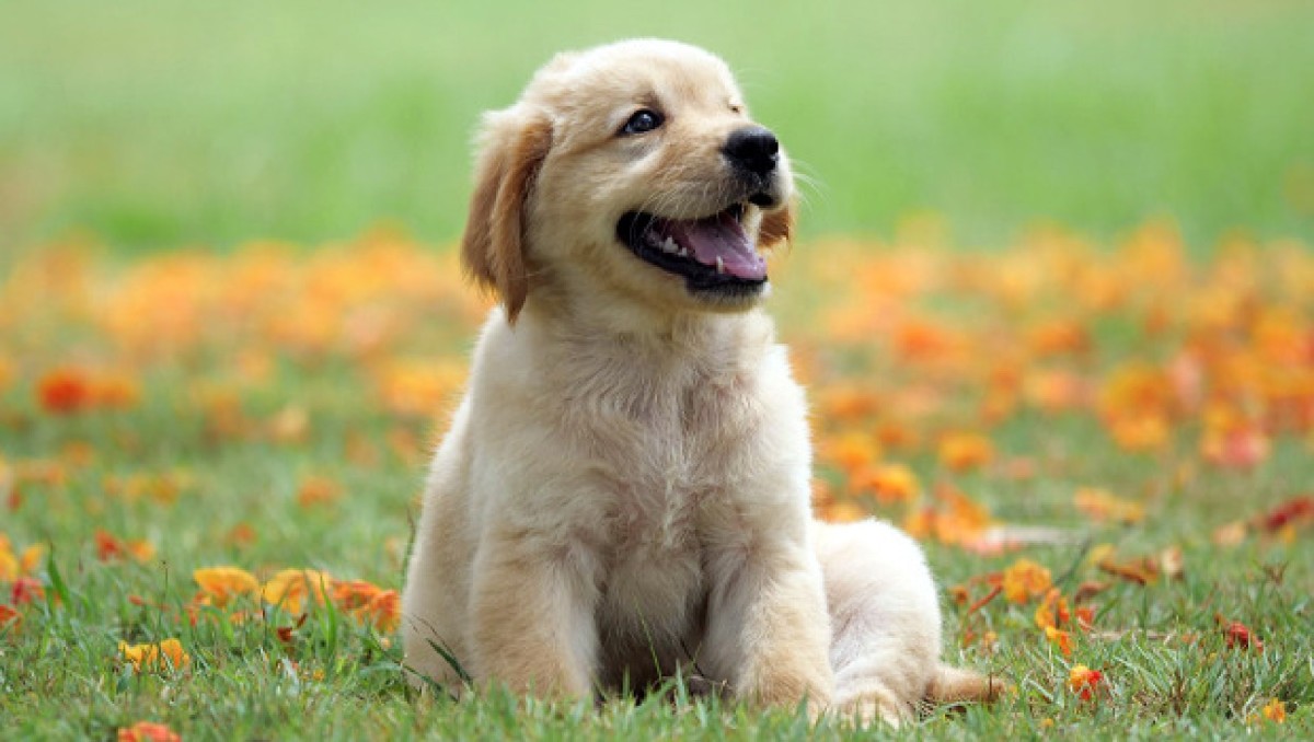 Cumhurbaşkanı Erdoğan, sahipsiz köpeklerle ilgili ne söyledi?