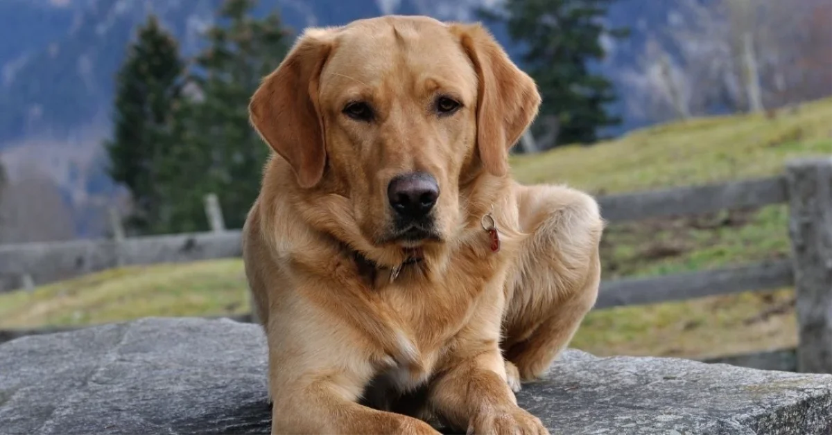 Bakırköy'de köpeğe cinsel istismar! Şahıs tutuklandı mı? Olay ne, nerede oldu?