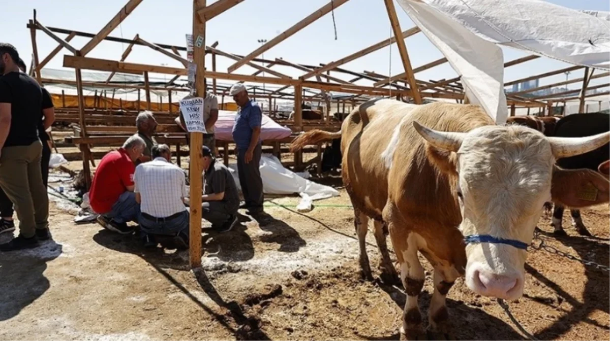 Tokat Kurban kesim ve satış yerleri 2024: Tokat'ta kurban pazarı nereye ve hangi ilçelere kuruluyor?