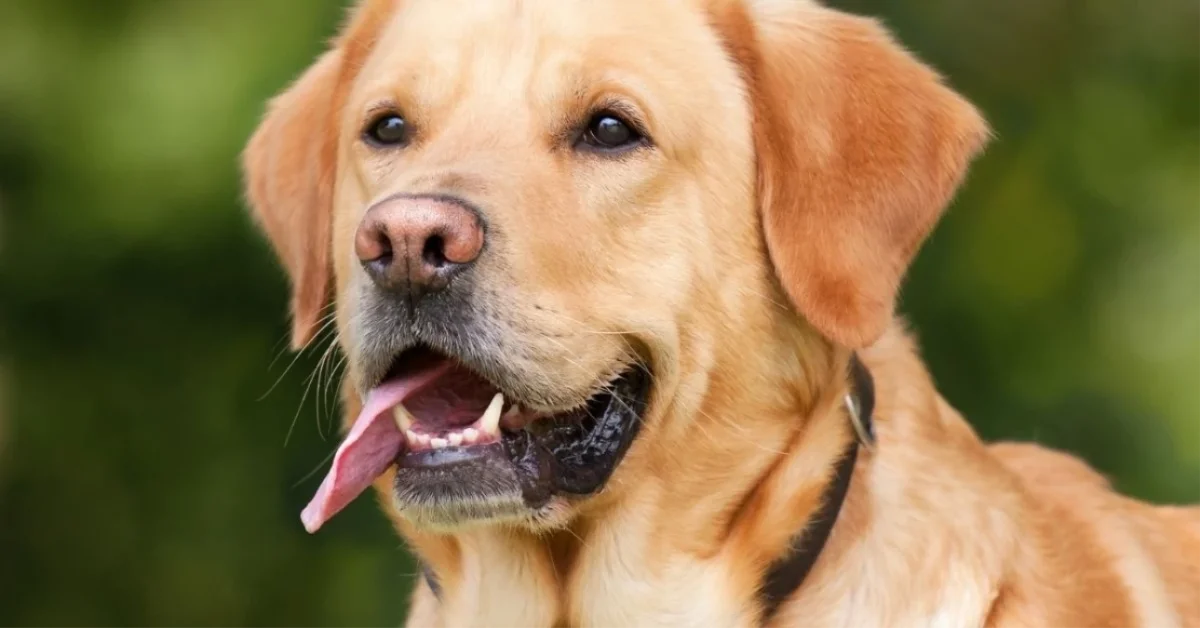 Başıboş sokak köpekleriyle ilgili düzenlemede yeni detaylar! Düzenlemedeki yeni detaylar neler?