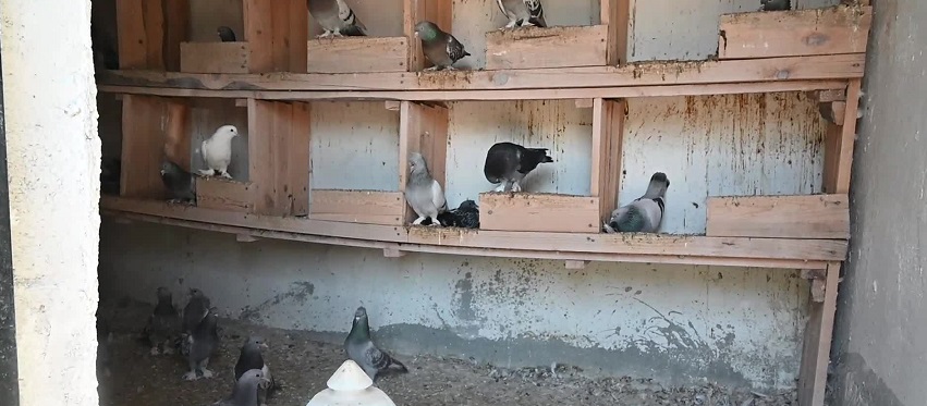 Otomobil fiyatına satılan güvercinlerini Yozgat’ta yetiştirip yarışlara katılıyor