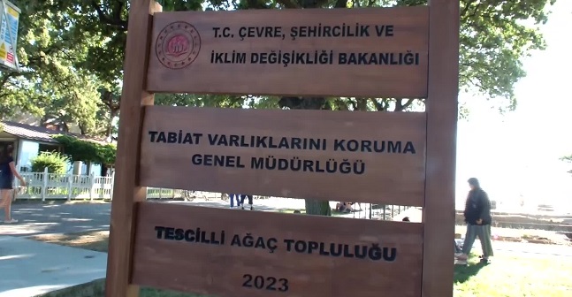Burhaniye'de koruma altına alınan tarihi meşe ağaçlarına yoğun ilgi