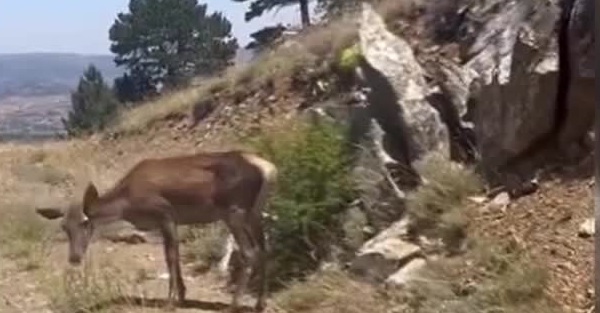 Salda Gölü çevresine bırakılan kızıl geyiklerden biri doğada beslenirken görüntülendi