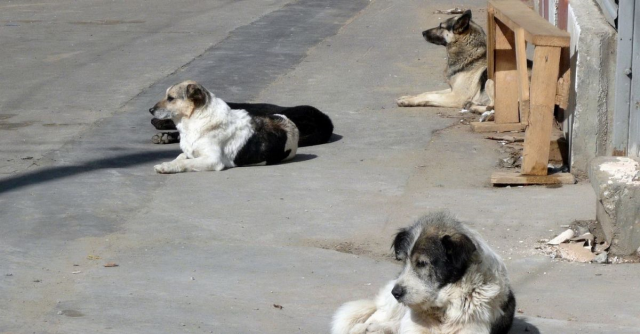 Cumhurbaşkanı sokak köpekleriyle ilgili ne talimat verdi?