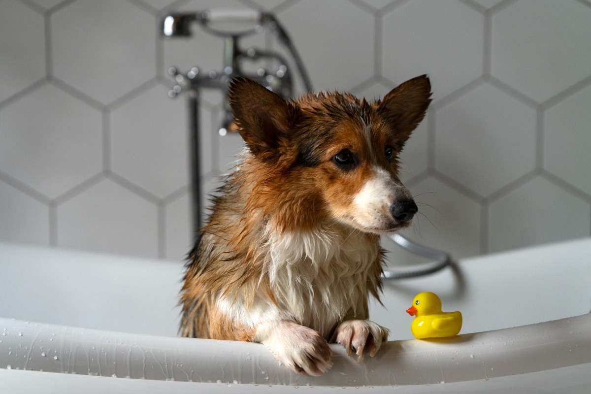 Köpekleri Sık Yıkamak Mantar  Enfeksiyonuna Davetiye Çıkarıyor!