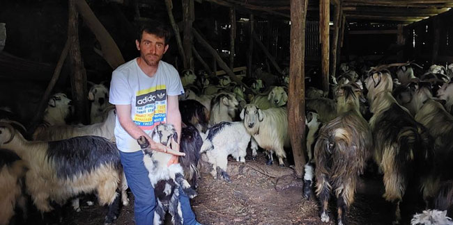 Hayrat İlçesinde Küçükbaş Hayvanlar Yayladan Sürgün Edildi