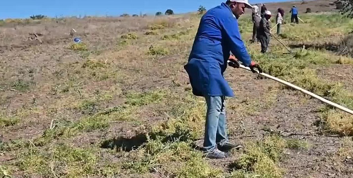 Yozgat'ta yeşil mercimek hasadı başladı, çiftçi umduğunu bulamadı