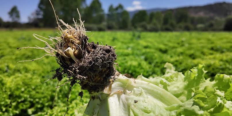 Bolu'da marul çiftçinin elinde kaldı