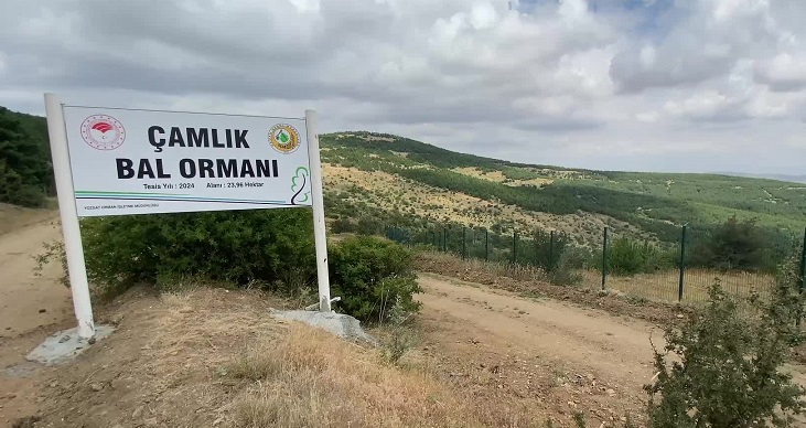 Yozgat’ta ‘bal ormanı’ alanları genişletiliyor