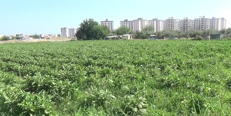 Girdi maliyetlerinden yakınan patlıcan üreticisi: 